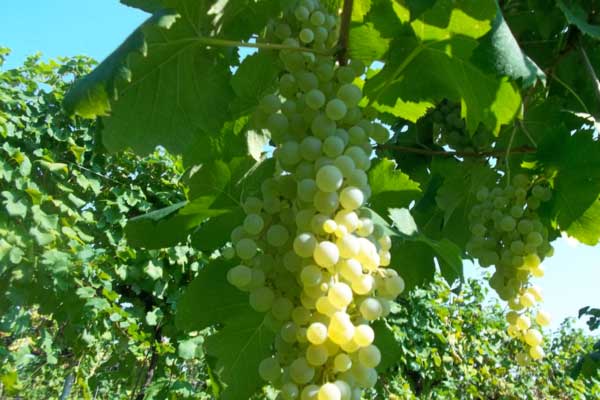 UVABIANCAOK600X400 Visit Treviso! Asolo Possagno e le Colline del Montello – visita cantina