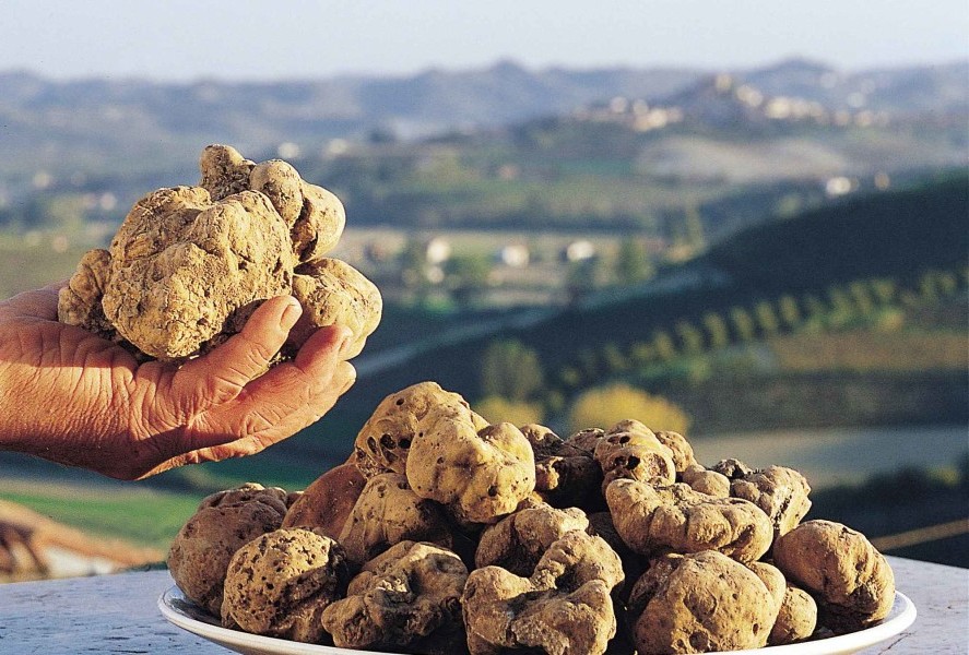 tartufo-bianco-e1448103190425 Fiera Internazionale del Tartufo bianco di Alba
