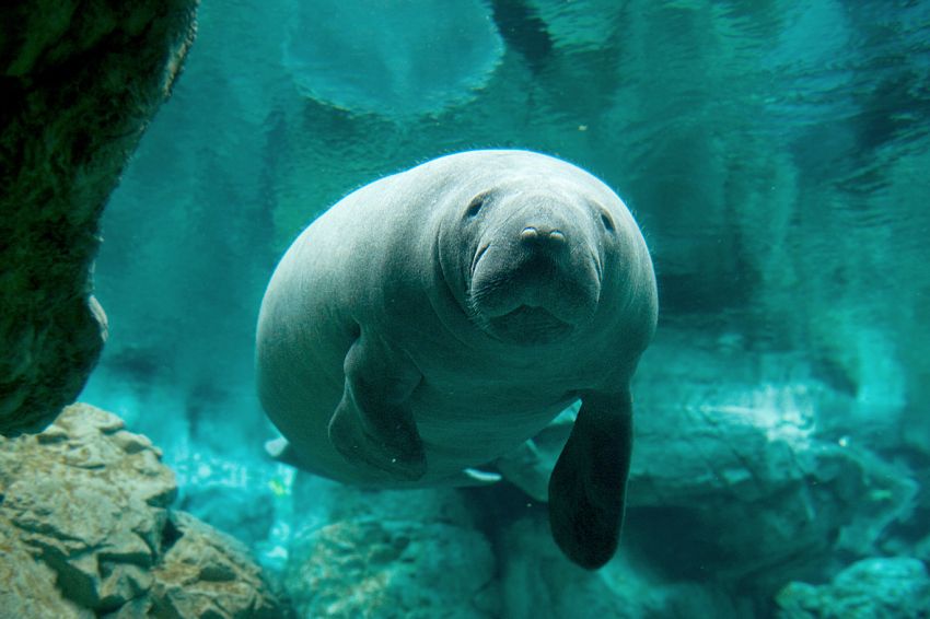 acquario-di-genova-Lamantini-primo-piano GENOVA e l’Acquario 08/09 dicembre 2017