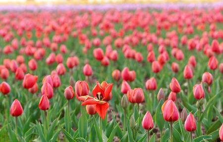 75524090-primo-piano-dei-fiori-dei-tulipani Fra i tulipani di Lubiana Visita alla grande fiera di primavera – 27 Aprile