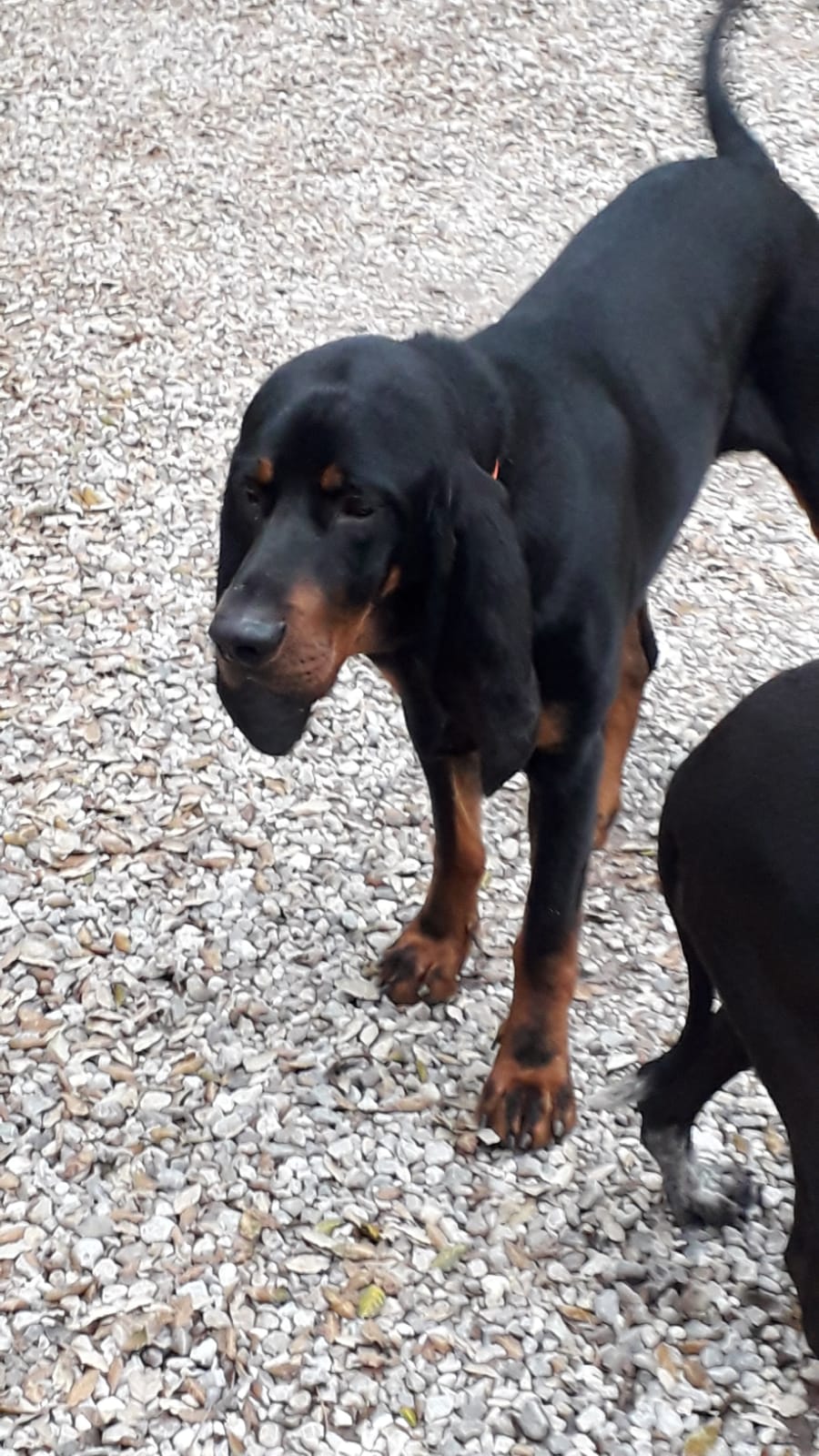 WhatsApp Image 2021-05-28 at 18.20.17 cane kobe