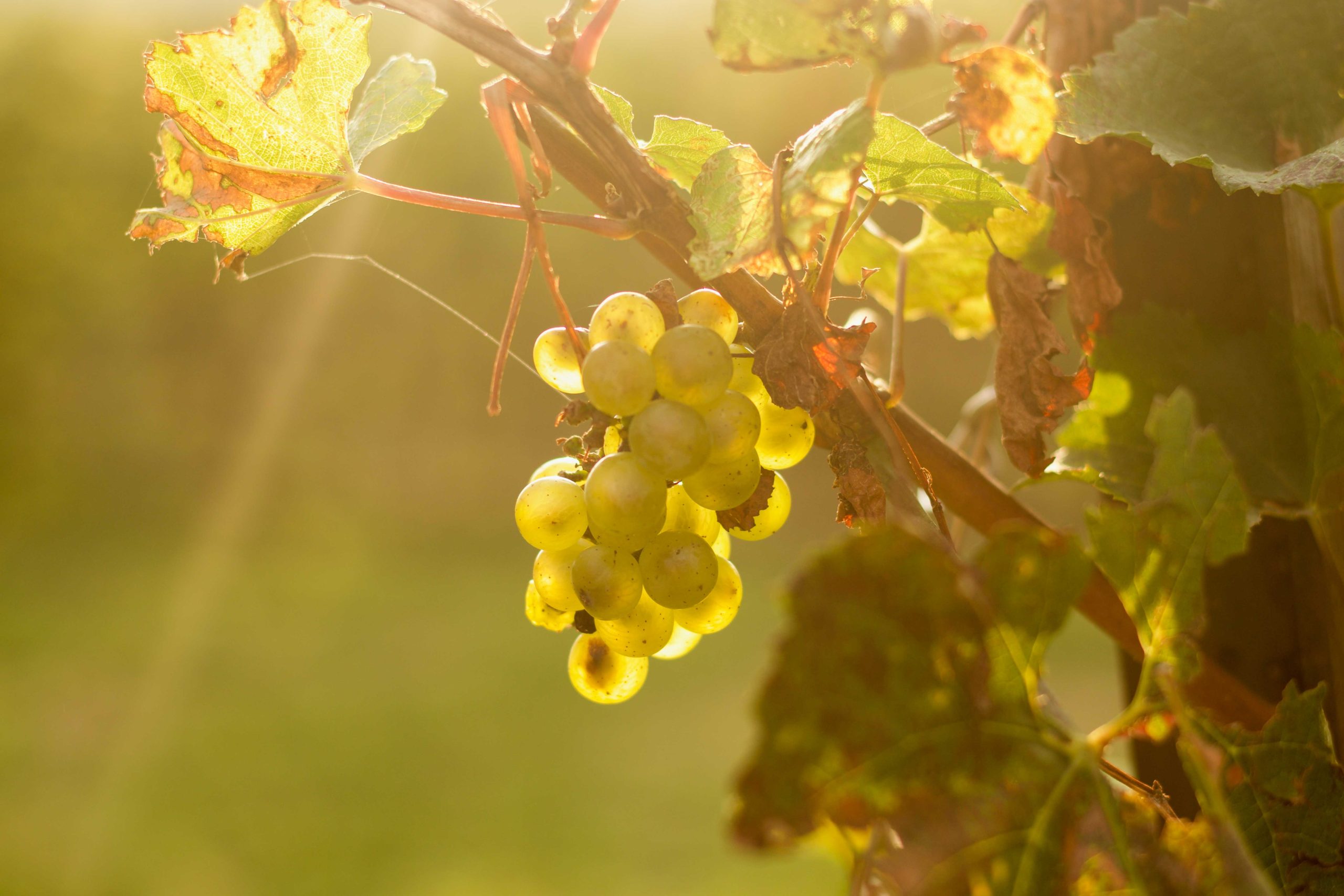 Franciacorta tra i vigneti di Castello Bonomi