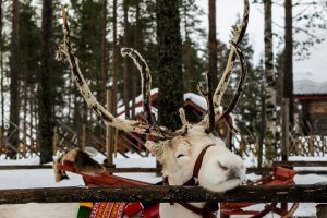 renna e1754644884155 300x200 - Rovaniemi: magia, neve e l’incontro con Babbo Natale