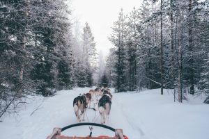 slitta con husky 300x200 - Rovaniemi: magia, neve e l’incontro con Babbo Natale