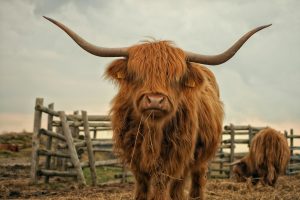 Highland Cow 300x200 - Highlands e Tea Room - 17/20 marzo 2026
