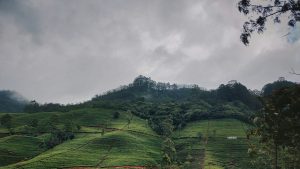 Sri Lanka piantagioni di te e1763638937187 300x169 - Tour Ayubowan Sri Lanka inverno - 7 giorni/6 notti